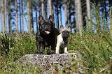 BOULEDOGUE FRANCAIS 310